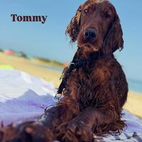 Setter irlandesi per monta