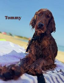 Setter irlandesi per monta