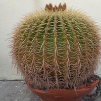 pianta grassa echinocactus grusonii hildm 