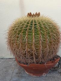 pianta grassa echinocactus grusonii hildm 