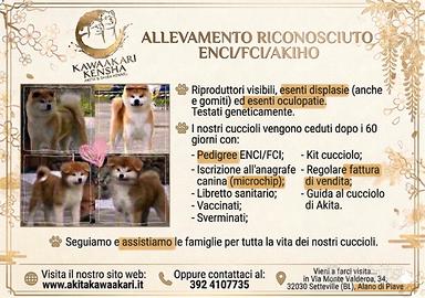 Cuccioli akita inu - pedigree enci / fci