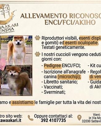 Cuccioli akita inu - pedigree enci / fci