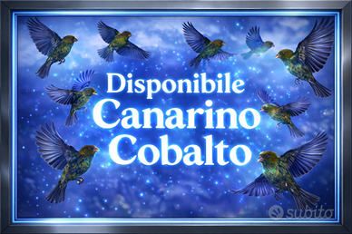 Canarino Cobalto
