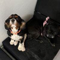 In adozione copia di cani