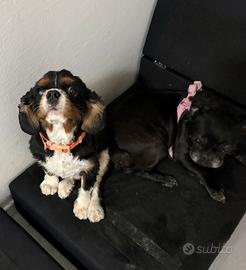 In adozione copia di cani