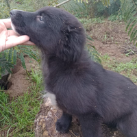 Cucciolo border collie