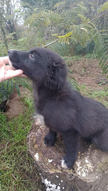 Cucciolo border collie