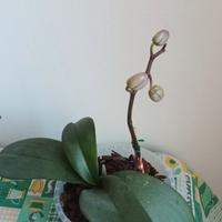 Orchidee