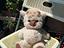 Immagine 1