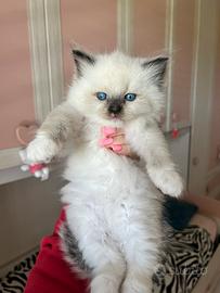 Ragdoll cuccioli seal mitted con Pedigree