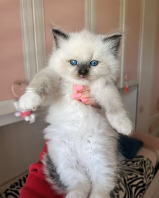 Ragdoll cuccioli seal mitted con Pedigree