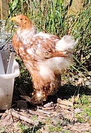 Galletto brahma