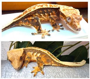 Coppia geco Ciliatus, teca, scambi