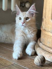 Maine coon