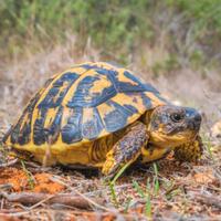 T.artaruga da terra testuggine