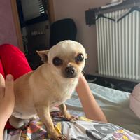 Chihuahua maschio 8 anni solo per accoppiamento