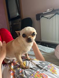 Chihuahua maschio 8 anni solo per accoppiamento