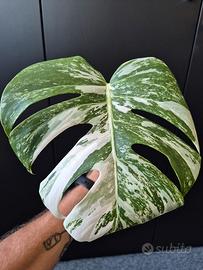 Monstera Deliciosa Variegata 