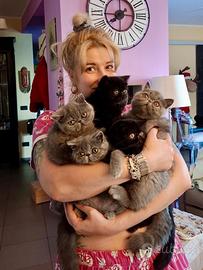 Cuccioli di Exotic Shorthair