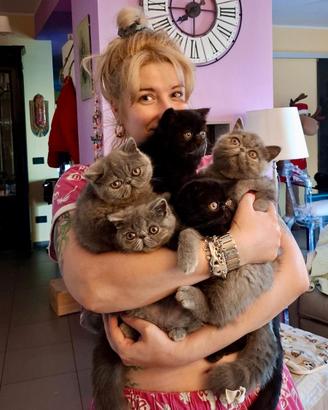 Cuccioli di Exotic Shorthair