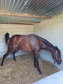 Cavallo