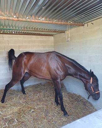 Cavallo