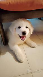 Cuccioli di pastore maremmano