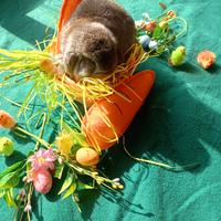 Coniglio ariete nano minilop