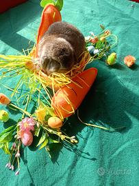 Coniglio ariete nano minilop