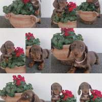 Bassotti cioccolato con Pedigree ENCI