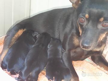 Disponibili cuccioli di Pincher, Nati il 20/03/26