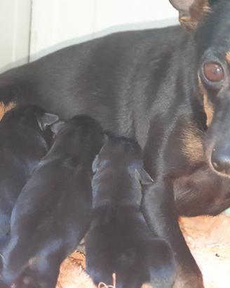 Disponibili cuccioli di Pincher, Nati il 20/03/26