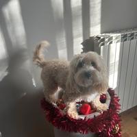Maltipoo toy crema