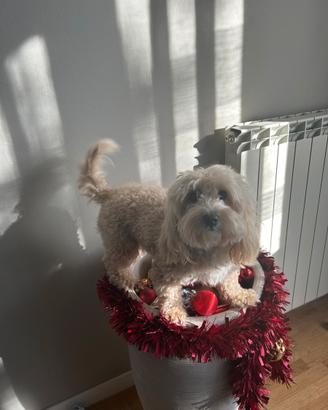 Maltipoo toy crema