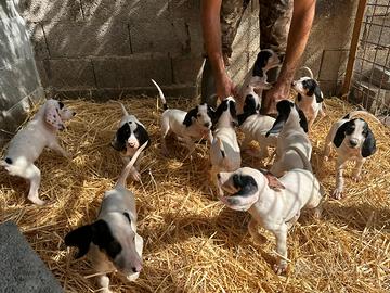 Cuccioli Segugio Francese Ariegeois