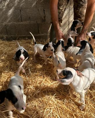 Cuccioli Segugio Francese Ariegeois