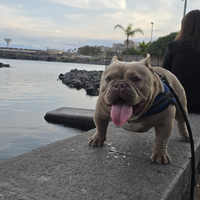 Stallone exotic bully micro
