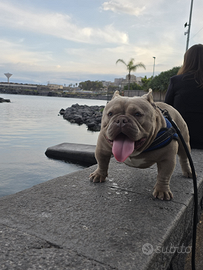 Stallone exotic bully micro