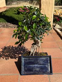 Bonsai Ficus retrusa