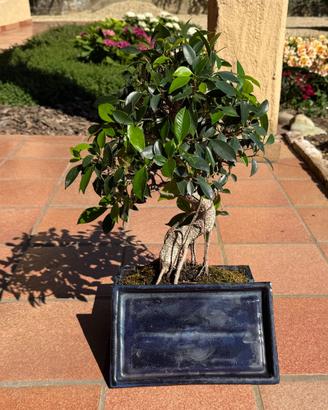 Bonsai Ficus retrusa