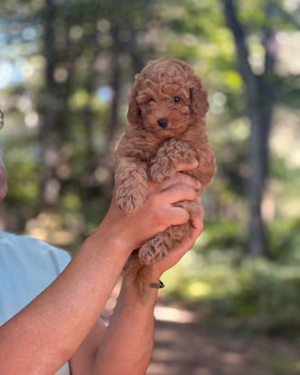 Stupendi cuccioli di barboncino toy red
