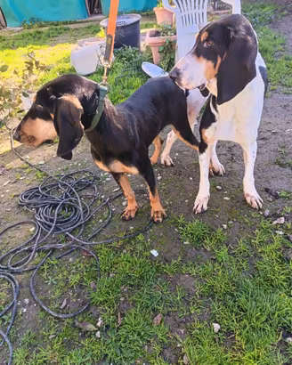 Cuccioli segugio italiano