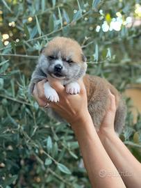 Cuccioli Akita Inu