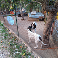 Segugi francesi ariegeois