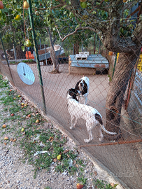 Segugi francesi ariegeois