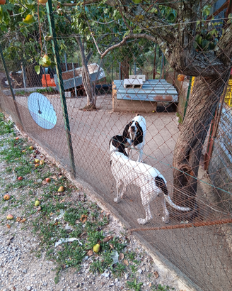 Segugi francesi ariegeois