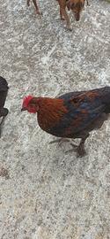 Galletto marans