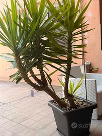 Yucca elephantipes