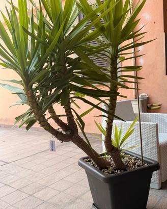 Yucca elephantipes