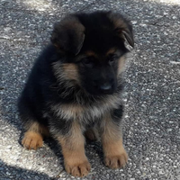Cuccioli di Pastore Tedesco